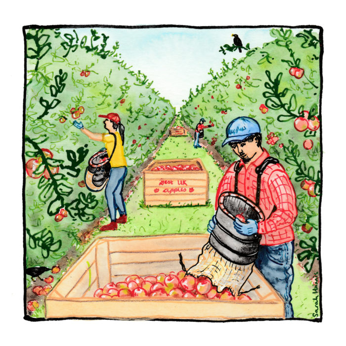 Decorative illustration of 3 people picking apples in an orchard