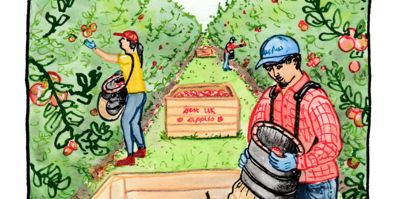 Decorative illustration of 3 people picking apples in an orchard